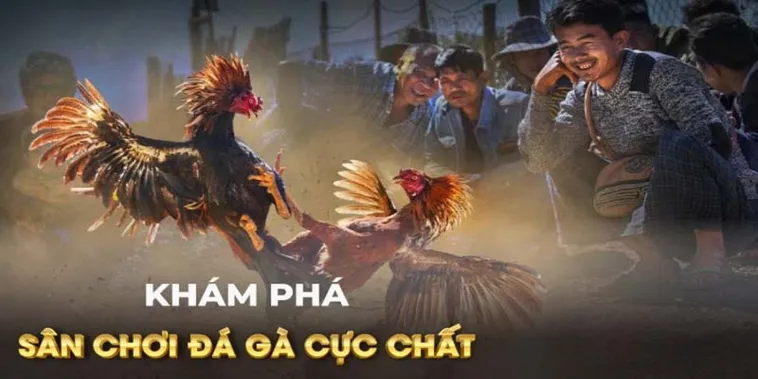 Bí Kíp Áp Dụng Cách Chơi Đá Gà GA28 Tại Vibet88 Luôn Thắng Đậm
