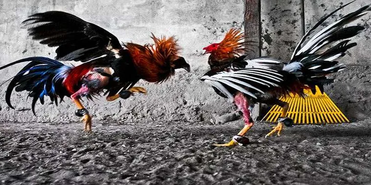 Bí Kíp Áp Dụng Cách Chơi Đá Gà GA28 Tại Vibet88 Luôn Thắng Đậm