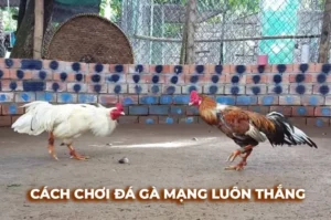 Hướng Dẫn Cách Chơi Đá Gà Sabong Tại Vibet88 Thắng Lớn Mỗi Ngày