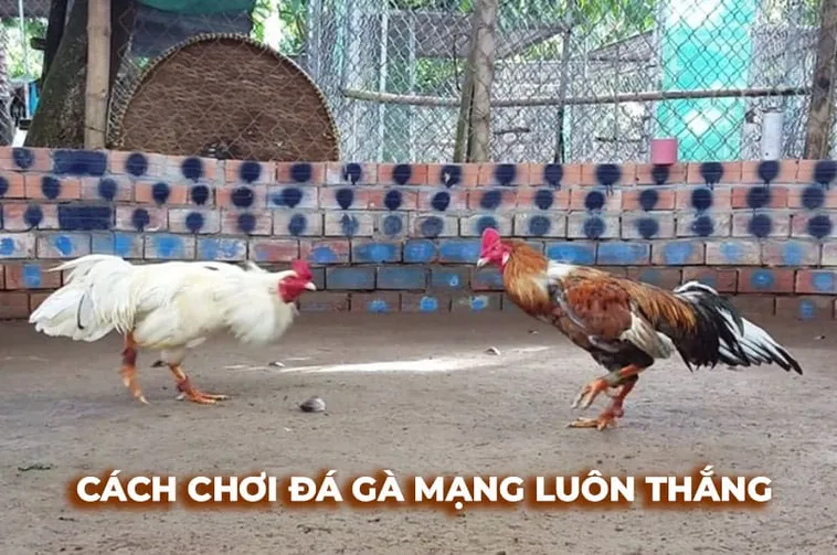 Hướng Dẫn Cách Chơi Đá Gà Sabong Tại Vibet88 Thắng Lớn Mỗi Ngày